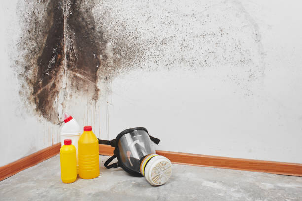 Mold Odor Removal Services in East Patchogue, NY