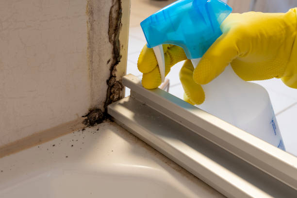 Biohazard Mold Removal in East Patchogue, NY